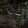 Lyrochvost nadherny - Menura novaehollandiae - Superb Lyrebird 5843
